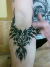 tribal phoenix pic tattoo on arm